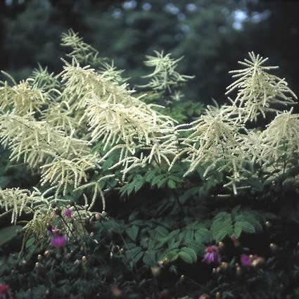 Aruncus dioicus