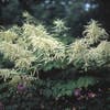 Geißbart (Aruncus dioicus)