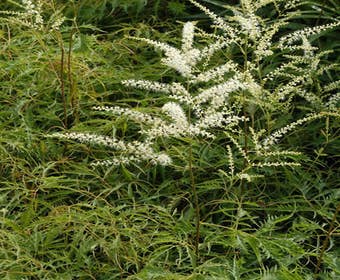 Geißbart (Aruncus dioicus 'Kneiffii')