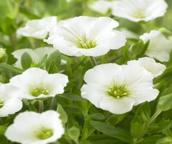 Sandkraut (Arenaria montana)