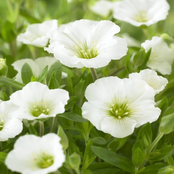 Sandkraut (Arenaria montana)