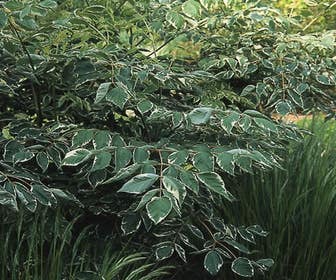 Teufelsknüppel (Aralia elata 'Silver Umbrella')