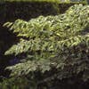 Teufelsknüppel (Aralia elata 'Variegata')