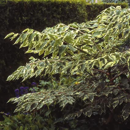 Teufelsknüppel (Aralia elata 'Variegata')