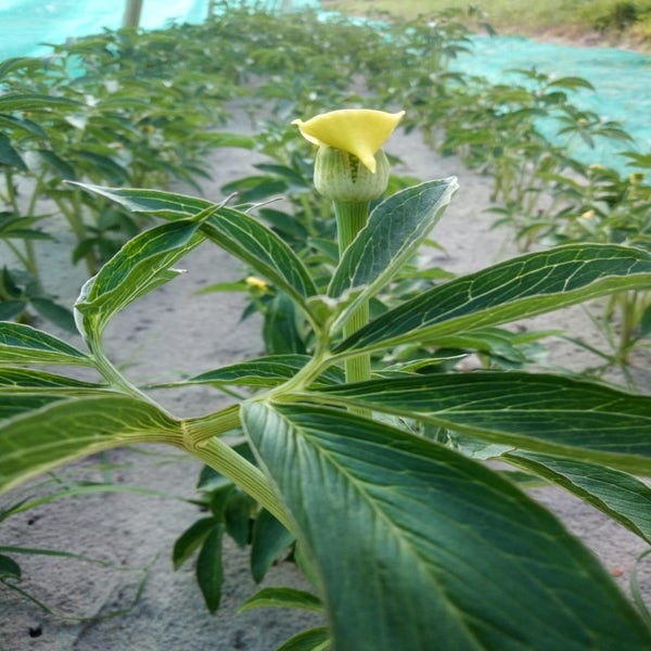 Kobra-Lilie (Arisaema flavum)
