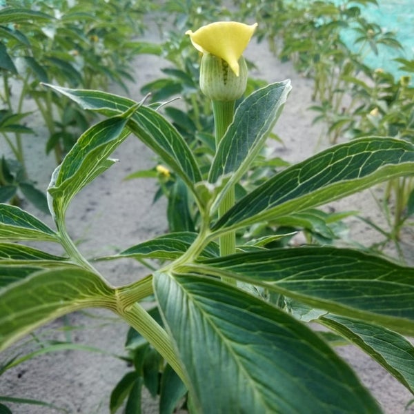 Kobra-Lilie (Arisaema flavum)