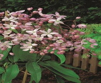 Immergrüne Clematis (Clematis armandii 'Hendersonii Rubra')