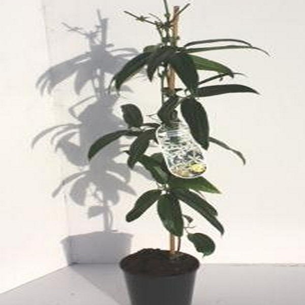 Clematis armandii 'Little White Charm' 80-100 cm