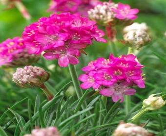 Englisch Gras (Armeria maritima 'Abbey Deep Rose')