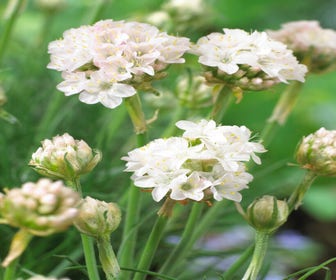 Englisch Gras (Armeria maritima 'Armada White')