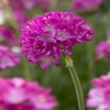 Englisch Gras (Armeria maritima 'Splendens')