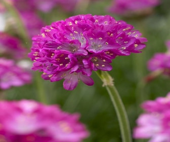 Englisch Gras (Armeria maritima 'Splendens')