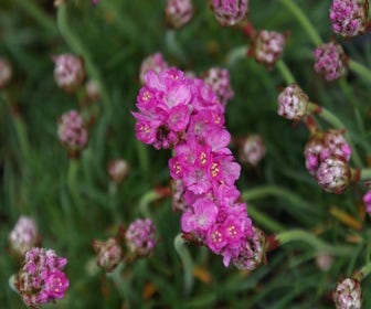 Engelsgras (Armeria maritima 'Splendens Perfecta')