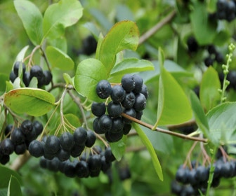 Apfelbeere (Aronia melanocarpa)