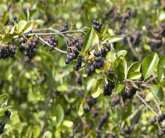 Apfelbeere (Aronia prunifolia 'Viking')