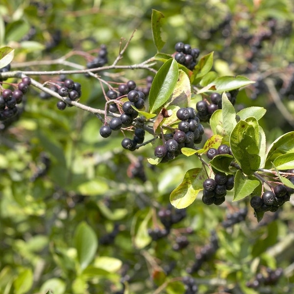 Apfelbeere (Aronia prunifolia 'Viking')