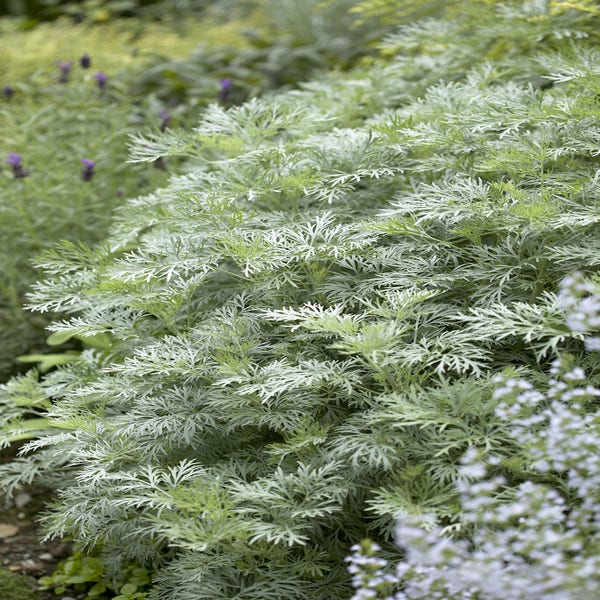 Beifuß (Artemisia  'Powis Castle')