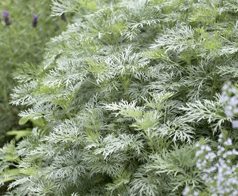 Beifuß (Artemisia  'Powis Castle')