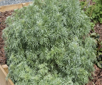 Wermut-Beifuß (Artemisia absinthium)
