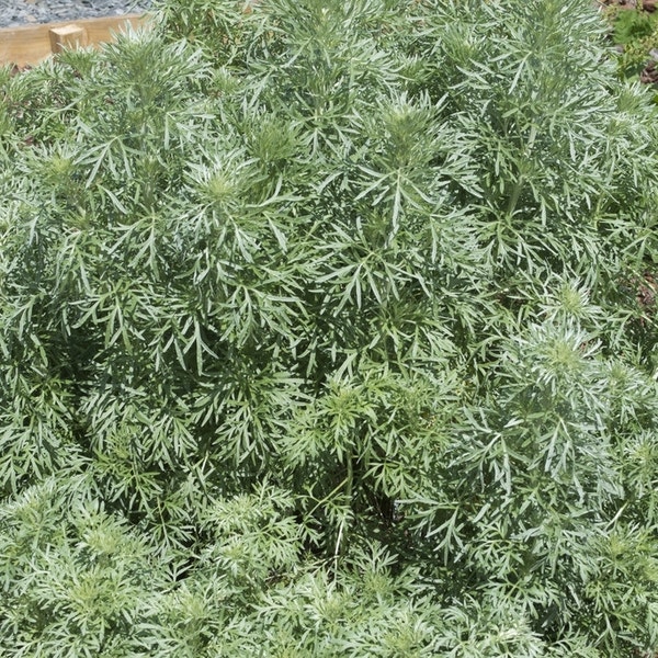 Wermut-Beifuß (Artemisia absinthium)