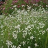 Zitronenkraut (Artemisia abrotanum)
