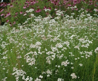Zitronenkraut (Artemisia abrotanum)