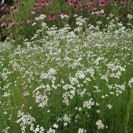 Artemisia abrotanum (Citroenkruid)