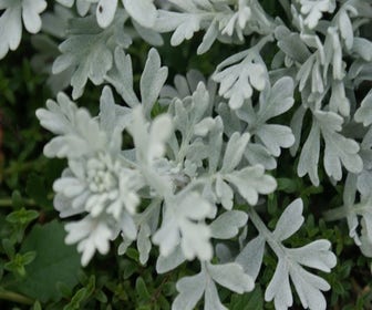 Beifuß (Artemisia stelleriana 'Boughton Silver')