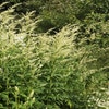 Beifuß (Artemisia lactiflora)