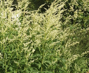 Beifuß (Artemisia lactiflora)