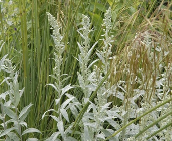 Beifuß (Artemisia ludoviciana 'Silver Queen')
