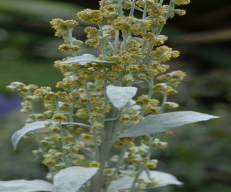 Beifuß (Artemisia ludoviciana 'Valerie Finnis')