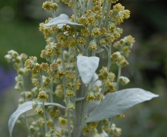 Beifuß (Artemisia ludoviciana 'Valerie Finnis')