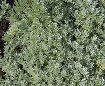 Beifuß (Artemisia schmidtiana 'Nana')