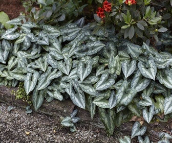 Mansoor (Asarum splendens)