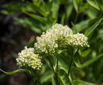 Seidenpflanze (Asclepias incana 'Ice Ballet')