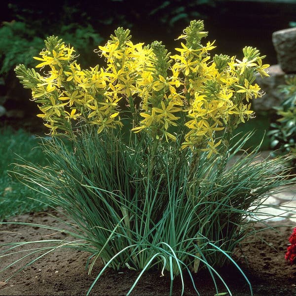Junkerlilie/Affodil (Asphodeline lutea)