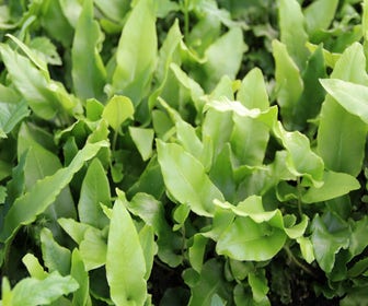 Zungenfarn (Asplenium scolopendrium)