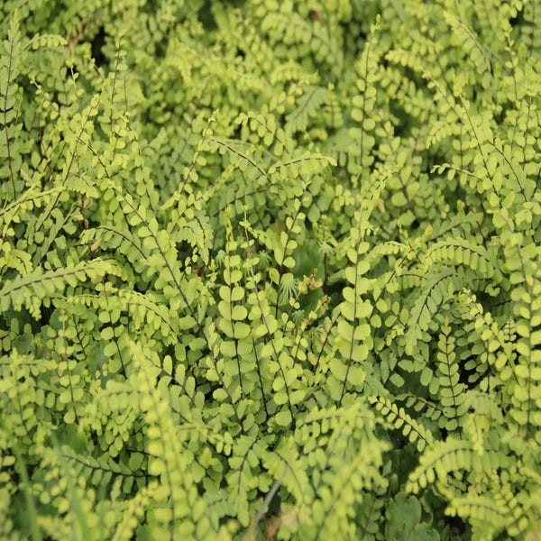 Steenbreekvaren,Streepvaren (Asplenium trichomanes)