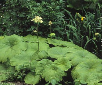 Schout bei Nacht/Tafelblatt (Astilboides tabularis)