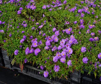Aster (Aster dumosus 'Augenweide')