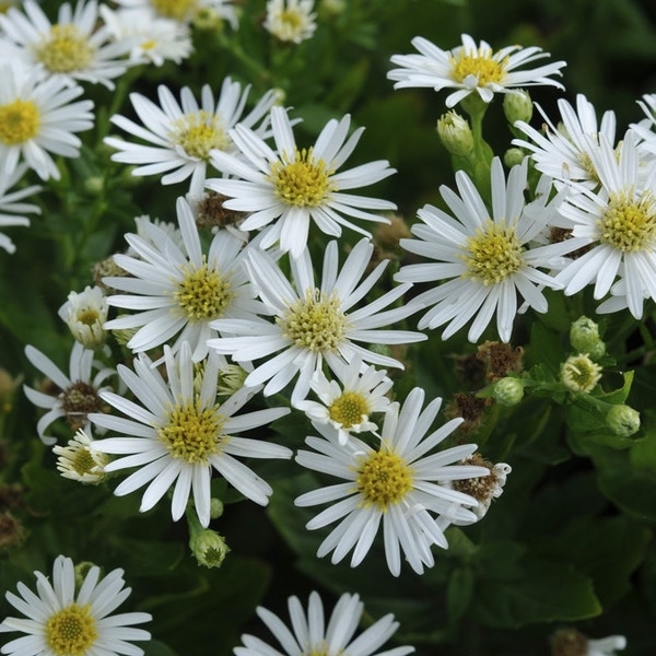 Aster (Aster ageratoides 'Starshine')