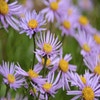 Alpen-Aster (Aster alpinus)