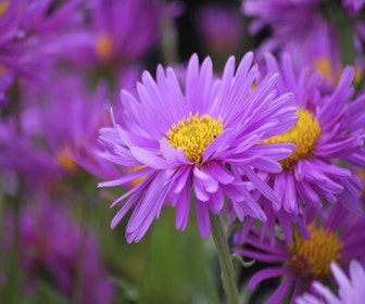 Aster (Aster alpinus 'Happy End')