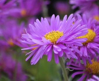 Aster (Aster alpinus 'Happy End')