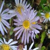 Aster (Aster ageratoides 'Asran') BIO