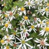 Aster (Aster divaricatus 'Easter Star')