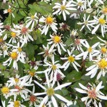 Aster (Aster divaricatus 'Easter Star')