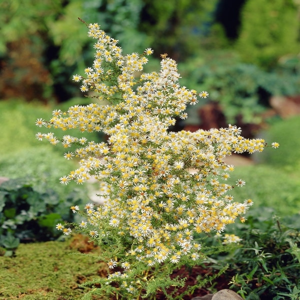 Aster (Aster ericoides 'Golden Spray')