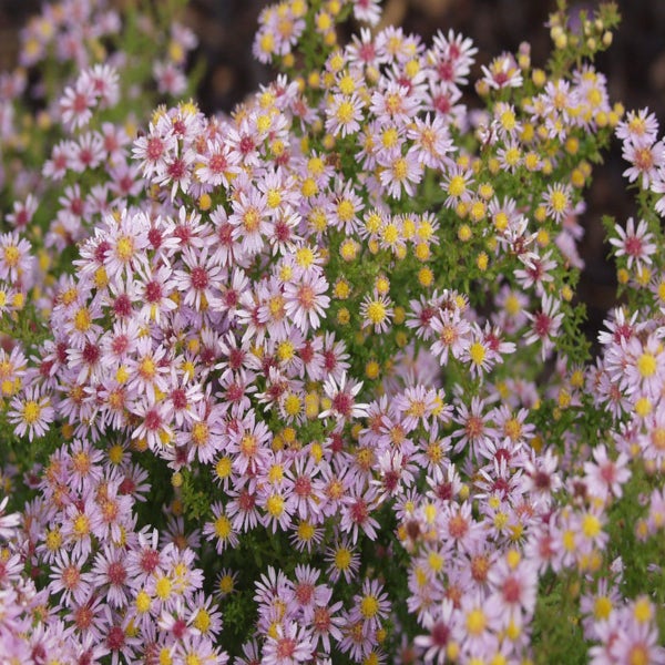 Aster (Aster eriocoides 'Lovely')